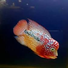 130 gambar ikan berbagai jenis yang populer. 27 Ide Louhan Ikan Cichlids Ikan Akuarium