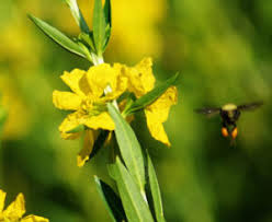 Image result for Heimia salicifolia