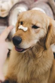 Too Comfortable To Change Too Tired To Persevere We May Miss Blessings Which With A Little Effort Or Perseverance Could Best Dry Dog Food Dogs Dog Walking