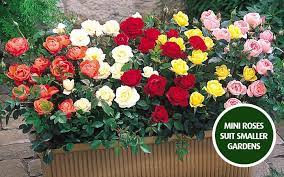 You can buy roses from a garden center or by mail order. Complete Guide How To Plant Roses Gardening Tips With J Parker S