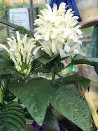 Image result for Justicia carnea