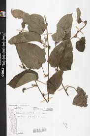 Image result for Mikaniopsis