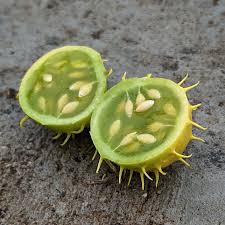 Image result for Cucumis myriocarpus
