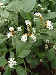 Image result for Heliotropium lineare