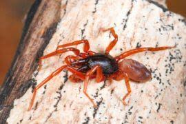 Image result for Pteris auquieri