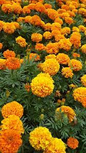 Pin By Mehtap Kaynak On Cicek Flower Garden Pictures Flowers Photography Beautiful Shade Perennial Garden