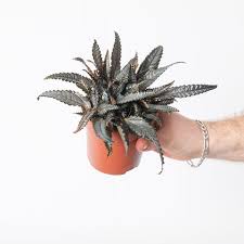 Image result for Pilea johnstonii