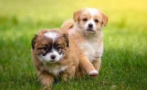 Quelques conseils tirés tout droit de mon expérience pour vous aider à y voir plus clair dans votre. Adopter Un Chien A Paris Vers Qui Se Tourner