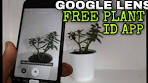 GOOGLE LENS - A FREE PLANT Identify App that Most ... - YouTube