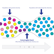 Chart Showing How Catastrophic Events Can Reduce A Population S Gene Pool Leaving Many Genetic Predecessors Completely Book Of Mormon Catastrophic Events Lehi