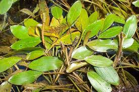 Image result for Potamogeton nodosus