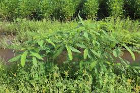 Image result for Sesbania