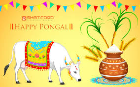 Pongal Festival Is Most Important Festival For Tamil People Pongal Is A Four Days Festival Celebrated In Tamil Na Happy Pongal Pongal Images Sankranthi Wishes