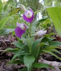 Image result for Brachycorythis ovata