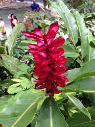 Blooming In Dunn S River Falls Ocho Rios St Ann Jamaica Jamaica Bloom Saint Ann