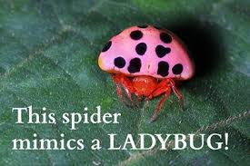 Was wondering if ladybug pest control was around anymore. A Ladybug Mimicking Spider