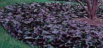 Varieties of small trees, although deer. Top 10 Deer Resistant Plants For Your Garden My Garden Life