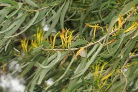 Image result for Erythroxylum platycladum