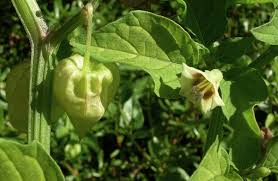 Image result for Physalis angulata