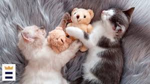 These cute cat names top the charts, so if you're looking for your perfect male cat name or female cat name this is a great place to start! Best Cute Cat Bed Fox31 Denver