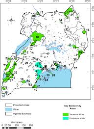 Image result for Rytigynia ruwenzoriensis