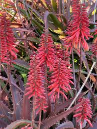 Image result for Aloe carnea