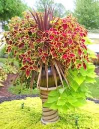 Image result for Coleus