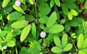 Image result for Mimosa pudica