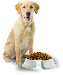 Browse thru our id verified puppy for sale listings to find your perfect puppy in your area. Dog And Cat 558 671 Transprent Png Free Download Dog Puppy Retriever Cleanpng Kisspng