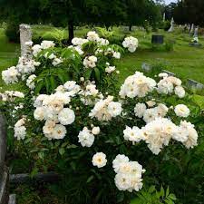It hosts a wonderful variety of shows including basketball, rodeos, concerts, and ice shows. Roses At Greenwood Cemetery Jackson Ms Susan Rushton