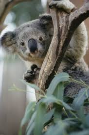 Monkey 7 6) koalas have got ………… claws for climbing. 170 Koalas Ideas Koala Koala Bear Koalas
