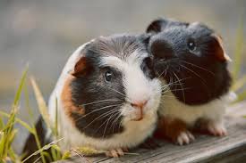 Check spelling or type a new query. 11 565 Meerschweinchen Lizenzfreie Bilder Und Fotos Kaufen 123rf