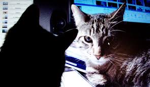 Google S Artificial Brain Learns To Find Cat Videos Wired