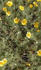 Image result for Pentadiplandra