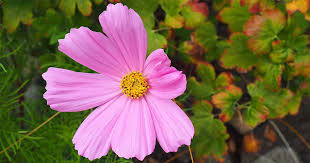 How To Grow And Care For Colorful Cosmos Flowers Gardener S Path
