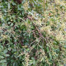 Image result for Searsia natalensis