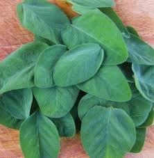 Lalu dimana ujung pangkal salahnya? 10 Manfaat Daun Sage Dan Kandungan Daun Sage