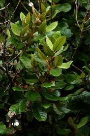 Image result for Curtisia dentata