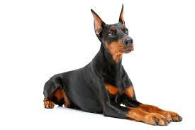 She has such a wonderful temperament and is exactly what we wanted from a doberman, the perfect mix of loving Doberman Pinscher Cost A Complete Guide With Calculator Petbudget Pet Costs Saving Tips