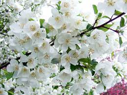 The foliage is dark green and later in the season the the cheery red fruit will provide great contrast. Best Types Of Crabapple Trees For Your Yard Better Homes Gardens
