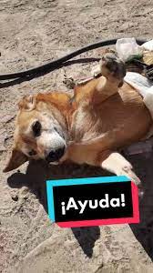Mi Perro Se Tambalea Y Pierde El Equilibrio | TikTok