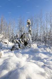Wrought iron fence panels & gates | fast quote & expert help! Trees In Winter Winter Trees Winter Landscape Winter Forest