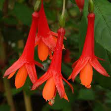 Hardy Fuchsia Splendor Fuchsia Flowers Fuchsia Plant Fuchsia Garden