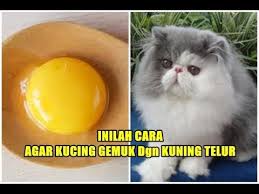 Baik anda seorang pecinta kucing atau bukan, tidak ada yang ingin berhadapan cara menenangkan kucing. Inilah Cara Agar Kucing Cepat Gemuk Dgn Kuning Telur Youtube