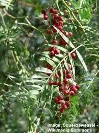 Identify the shrubs by looking at the berry color. Types Of Red Berries That Grow On Trees Or Shrubs Identification Guide
