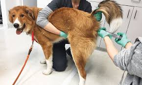 Image result for Fecal Transfer