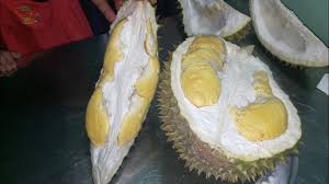 Là một giống sầu riêng nhập ngoại từ thái lan, hàm lượng dinh dưỡng cao hơn sầu riêng ri6 và 100% hạt lép. Cach Chá»n Va Khui Sáº§u Rieng Ri 6 VÆ°á»n Rá»¥ng Beo ThÆ¡m Ngon Cs Cáº§n ThÆ¡ Hg Youtube