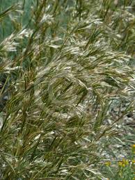 Image result for Cymbopogon pospischilii