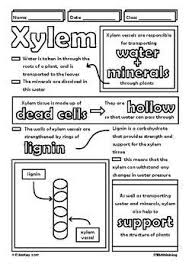 Xylem And Phloem In Plants Middle School Biology Doodle Notes Biology Worksheet Science Notes Middle School Biology