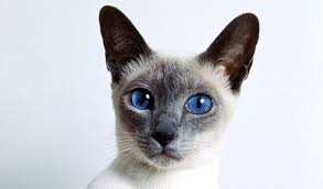 Siamese Cat Colors Chart Fascinating Facts Siamese Of Day
